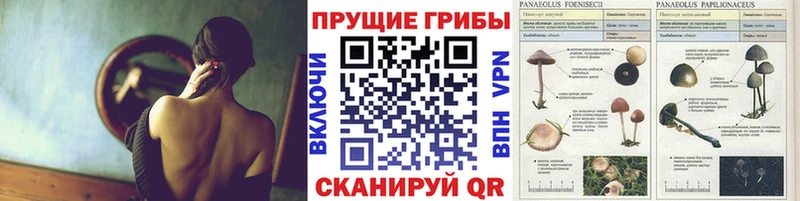 Галлюциногенные грибы GOLDEN TEACHER  продажа наркотиков  Керчь 